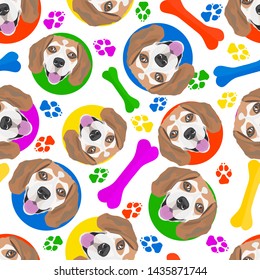 Colorful and playful dog beagle
