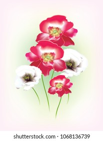 Colorful poppies on toned background
