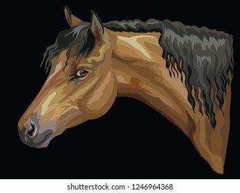 Colorful portrait of bay Welsh Pony. Horse head with long mane in profile isolated vector hand drawing illustration on black background