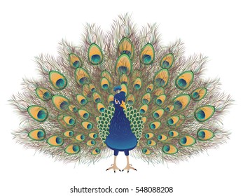 Colorful portrait of cartoon peacock with feathers.