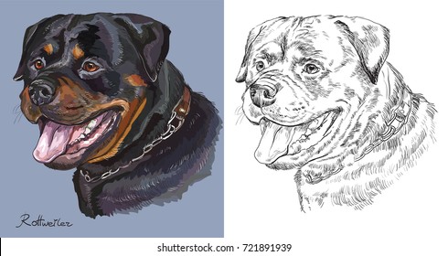Colorful portrait of Rottweiler on blue background and black color on white background vector hand drawing illustration