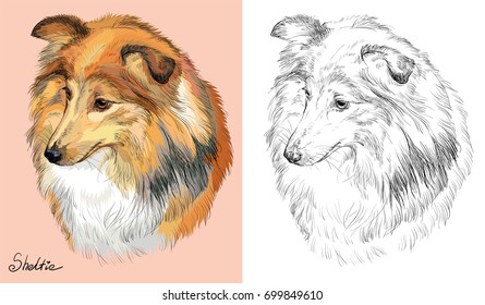 Colorful portrait of Sheltie (Shetland sheepdog) on pink background and black color on white background vector hand drawing illustration