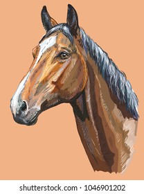 Colorful portrait of Trakehner horse. Horse head  in profile isolated vector hand drawing illustration on beige background