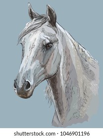 Colorful portrait of white Arabian horse. Horse head with long mane in profile isolated vector hand drawing illustration on blue-grey background