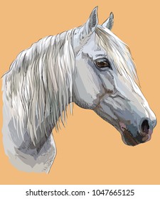 Colorful portrait of white Orlov Trotter horse. Horse head with long mane in profile isolated vector hand drawing illustration