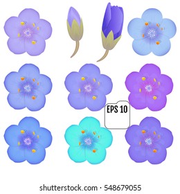 colorful primula flowers isolated. Vector