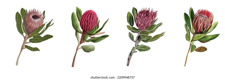 Colorful protea set watercolor vector illustration in trendy style. Vector illustration. Watercolor style texture.