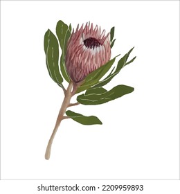 Colorful protea watercolor vector illustration in trendy style. Vector illustration design. Watercolor style texture.