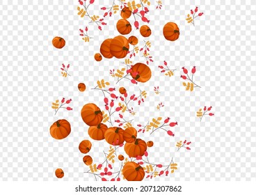 Colorful Pumpkin Background Transparent Vector. Orange Decoration Set. Gold Gourd Floral Border. Leaf Halloween. Maple Banner.