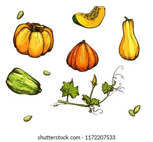Colorful pumpkin flower sketch hand drawn illustration. Isolated hand drawn object. Vegetable engraved style illustration. Detailed vegetarian food sketch. Farm market product.