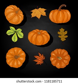  Colorful pumpkin and leavs top view. Vector illustration isolated.