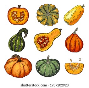 Colorful pumpkin set. Acorn Squash, Vector drawing of vegetables and herbs.