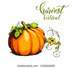 Colorful pumpkin sketch hand drawn illustration. Vegetable engraved style illustration. Detailed vegetarian food sketch. Farm market product.