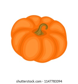 Colorful pumpkin vector illustration isolated on white background. Autumn design.