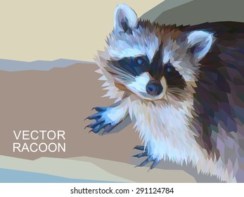 Colorful racoon illustration.  Background with wild animal. Low poly racoon with fluffy fur.