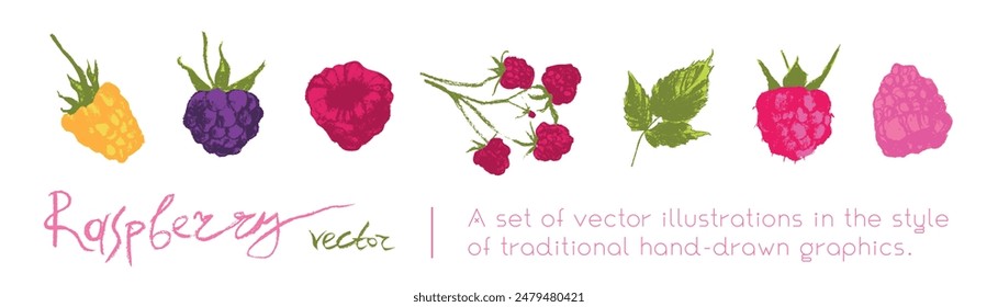 Colorful raspberry icons. Color raspberries set of vector symbols. Raspberries logo template and blackberries drawings. Pink berry sketches. Blackberry label. Hand drawn mulberry illustrations.