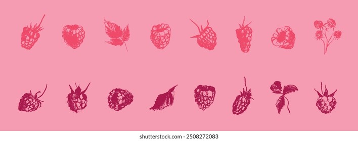 Ícones coloridos de framboesa. Conjunto de framboesas coloridas de símbolos vetoriais. Modelo de logotipo de framboesas e desenhos de amoras. Esboços de baga rosa. Rótulo Blackberry. Ilustrações de amoreira desenhadas à mão.