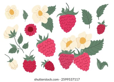 Colorful raspberry and wildflower illustrations featuring various stages of fruit and floral growth