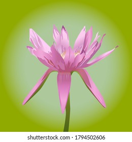 Colorful real pink lotus on green background