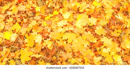 Colorful, realistic, autumn background of fallen leaves.