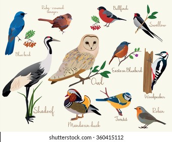 Colorful realistic birds illustration set isolated.