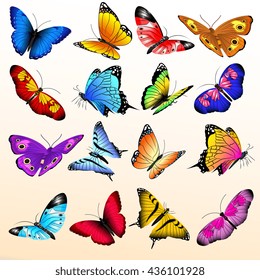 Colorful realistic butterflies big vector set. Butterfly with color pattern on wing, summer butterfly of illustration