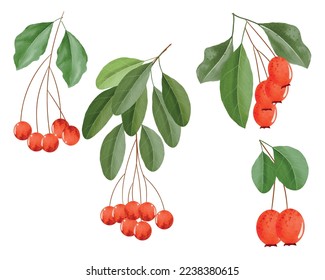 Colorful red berries with leaves and branches watercolor clipart set, watercolor red berry illustration for New Year, greeting cards, invitations or calendars