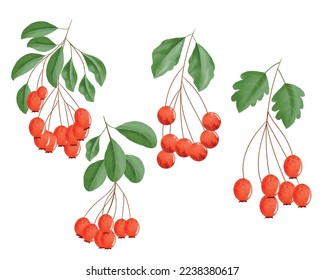 Colorful red berries with leaves and branches watercolor clipart set, watercolor red berry illustration for New Year, greeting cards, invitations or calendars