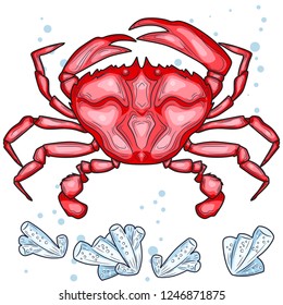 Colorful red crab vector illustration. Sea creature in flat design. Shell crab icon isolated on white background. Water animal with claws