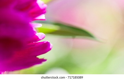 The colorful red flower in soft color and blur style for background