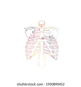 	
Colorful rib skeleton, rib cage bones, anatomical poster with human skeletal system. Healthcare, medical checkup and diagnostic vector illustration. Human thorax, human chest, medical background