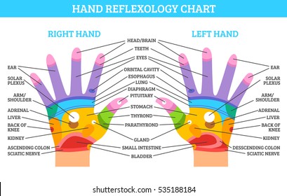 Colorful right and left hand reflexology chart with description of corresponding organs and body parts on white background flat vector illustration