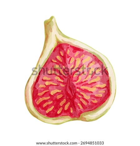 Colorful ripe fig.
Vector graphics.