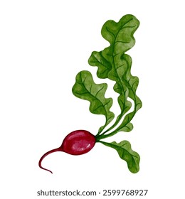 Colorful, ripe root vegetable of red radish. Vector graphics.