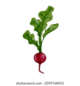 Colorful, ripe root vegetable of red radish. Vector graphics.