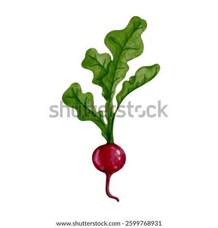 Colorful, ripe root vegetable of red radish. Vector graphics.
