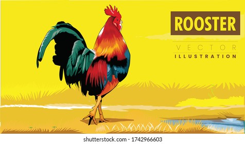 colorful rooster on yellow nature background