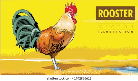 colorful rooster on yellow nature background