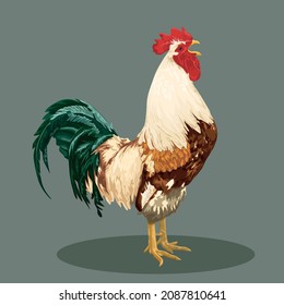 colorful rooster, poultry farming vector illustration isolated on background
