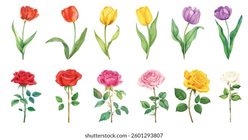 Colorful roses tulips illustration, element vector set