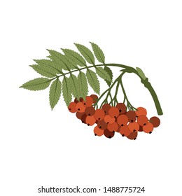 Colorful Rowan twig (Sorbus aucuparia) on a white background. Can be used for postcards, invitations, advertising, web, textile and other.