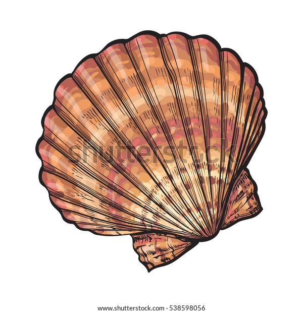 白い背景にカラフルなホタテガイの海殻 スケッチスタイルのベクターイラスト ホタテ貝 貝殻 貝殻 貝殻の写実的な手描き のベクター画像素材 ロイヤリティ フリー