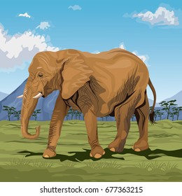 colorful scene african landscape with elephant walking