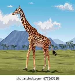 colorful scene african landscape with giraffe standing