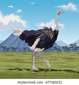 colorful scene african landscape with ostrich standing