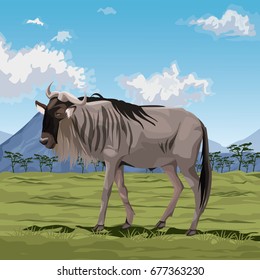 colorful scene african landscape with wildebeest standing