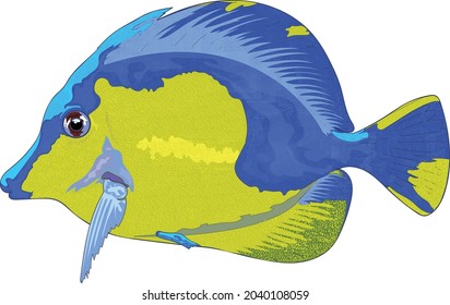 Colorful sea fish . High quality vector art or illustration.