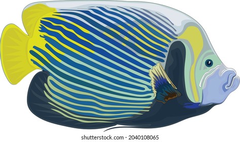 Colorful sea fish . High quality vector art or illustration.