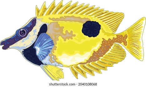 Colorful sea fish . High quality vector art or illustration.