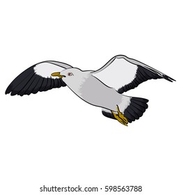 Colorful seagull bird vector illustration Seabird isolated on white background